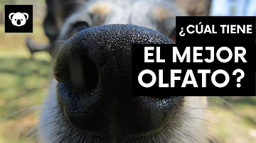 ¿Qué animal tiene el mejor olor?