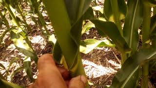 V9/V10 tissue test, no till corn