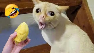 Funny Animals 2024   New Funniest Cats and Dogs Video