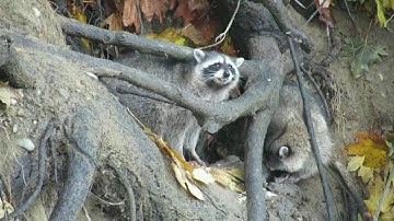 Help! Raccoons attacked my trash bag. :-)