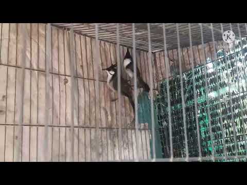 Video Cách nuôi chim sinh sản chào mào - youtube