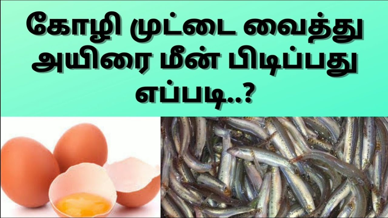How to catch bay fish using chicken eggs | how to sneak food