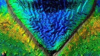 Jewel bugs and beetles take off in slow-motion