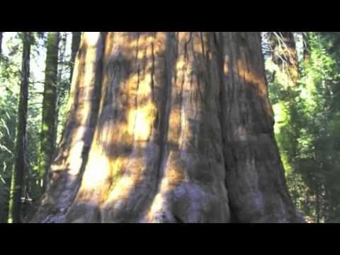 Vídeo: Secuoyas Gigantes De California, Los Seres Vivos Más Altos De Nuestro Planeta