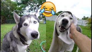 Showering My Husky Vs Drying Him..