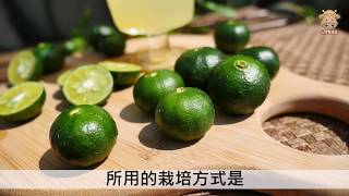 在地種植台灣香檬(扁實檸檬)鮮果當季限量預購中 