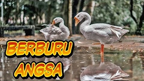 Berburu Angsa Liar Swan Hunter 2019 Headshot...