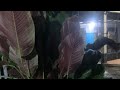 Live-24🧶]] Hujan Tengah Malam | 2 Mei 2026