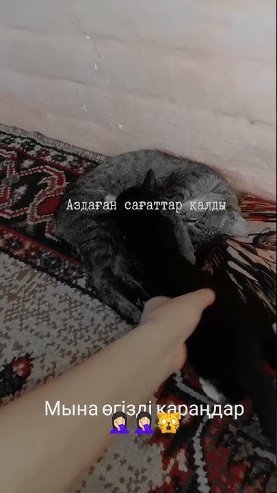 мысыктар😸😹 - YouTube