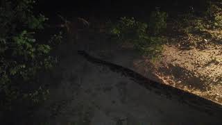 Biggest python I have ever seen in Yala National Park.