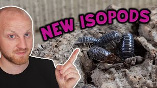 I Got New Isopods!