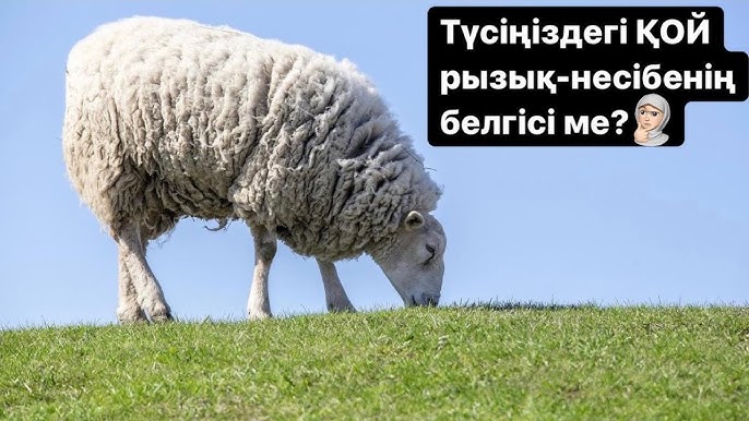 Порноның көптеген бөлімдері бар