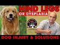 DISCUSS Biggest Injury Of Dog Breeds With Solutions || Hind Legs Or Dysplasia || Baadal  Bhandaari