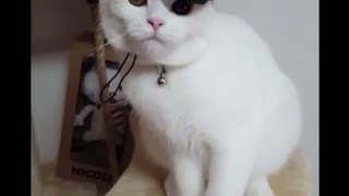 【猫好き必見!】かわいい猫・子猫の笑える癒される動画まとめ　Part４