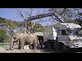 The Never Give Up Elephant Named Mae Sri - ElephantNews