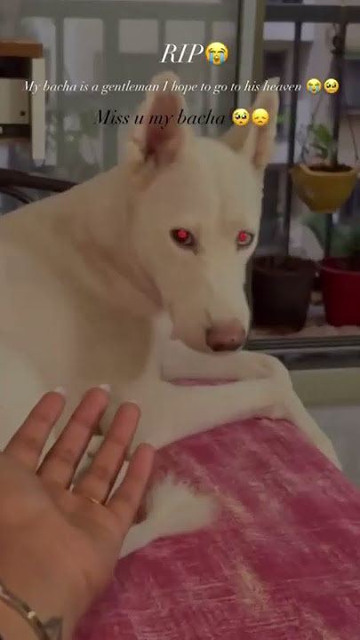 Download lagu #views_viral_video_subscribers_grow #youtubeshort #huskii #rip #love #syke #pet