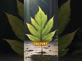 Plants: Nature's Solar Panels 🌿🔆 #Photosynthesis #Nature #GreenEnergy #Plants #SustainableLiving