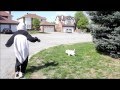 Panda walks the dog