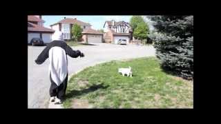 Panda walks the dog