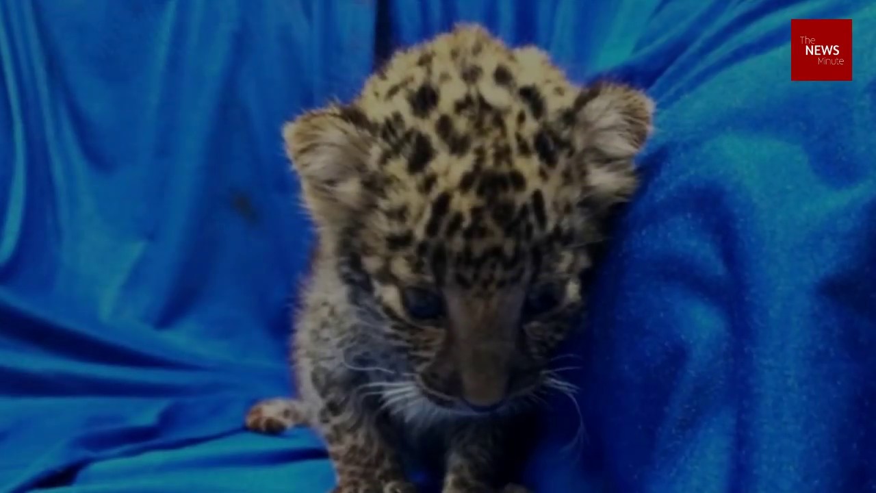 Watch: Month-old leopard cub rescued at Chennai airport by customs ...