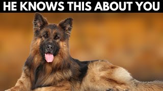 5 Shocking Things Your German Shepherd Knows About You