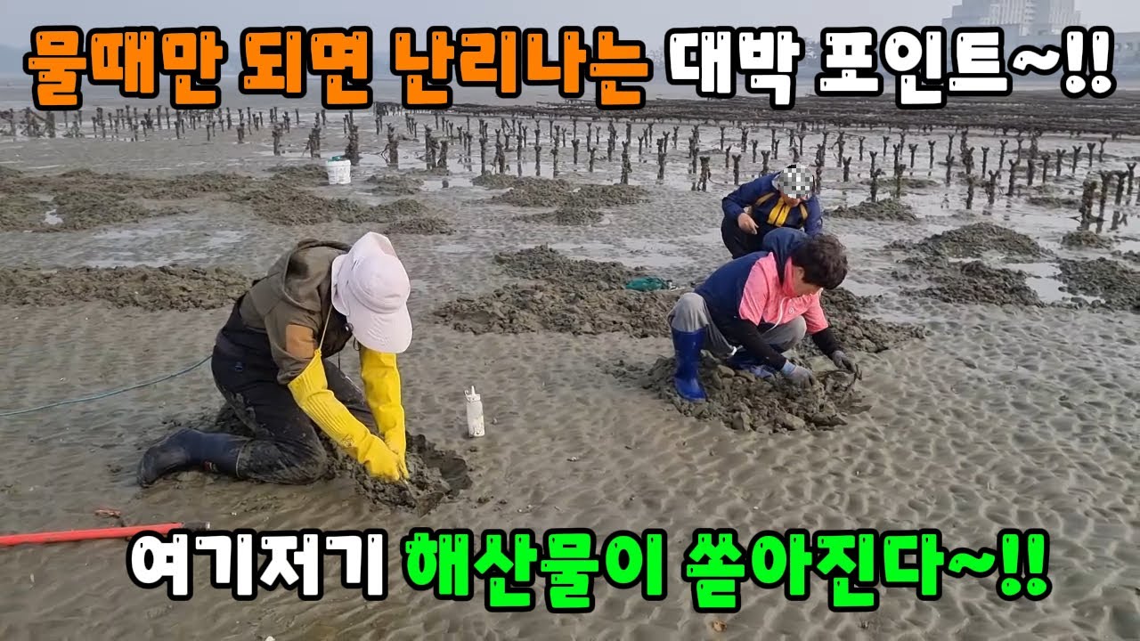 물때만 되면 난리나는 대박 포인트~!! 여기저기 해산물이 쏟아진다~!!