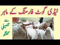 Tedy Goat Farming || Taddy Goat Farming In Pakistan and India || tady Goat price