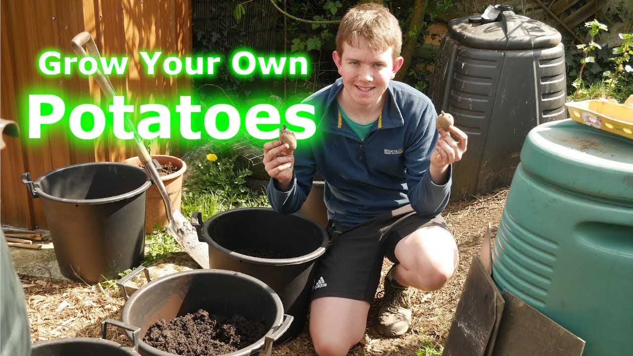 How to Plant & Grow Potatoes 🥔 in Containers