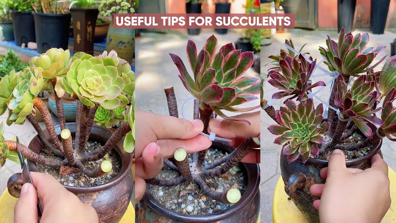 Succulent Care for Beginners! 🌱 Easiest Way to Keep Your Plants ALIVE ...