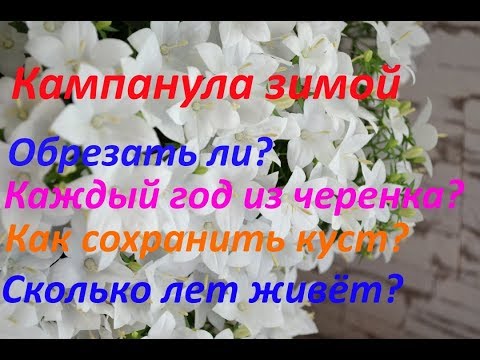 Жизненный цикл кампанул. Зимний уход.