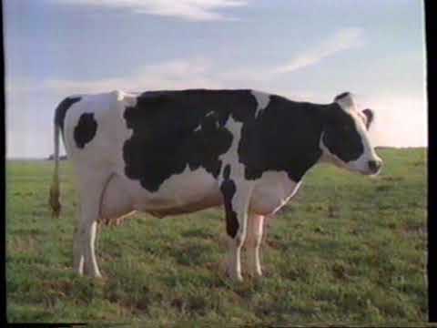 1986 NutraSweet Cows Don T Make NutraSweet TV Commercial 