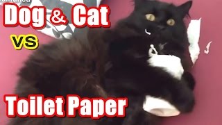 【犬と猫】犬と猫 vs トイレットペーパーの戦いｗ