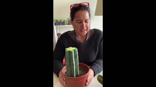 Como decapitar e injertar un cactus 1/2