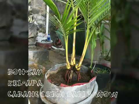 Bonsai Kelapa Cabang 3 Woww Youtube