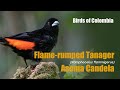 Flame-rumped Tanager (Ramphocelus flammigerus) Asoma Candela