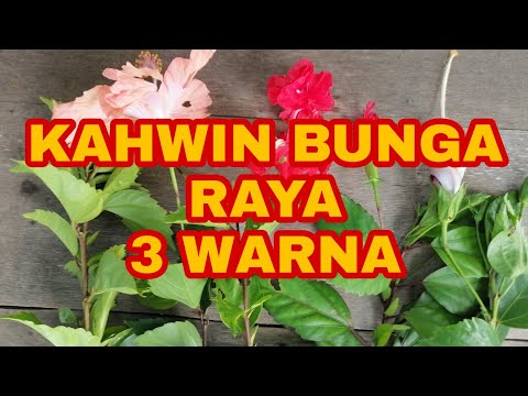 Video: Penjagaan Bunga Raya - Adakah Anda Perlu Mematikan Tumbuhan Bunga Raya