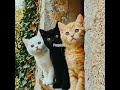 #cat#shorts #comedy /jagathi/dileep/@zarah_2026