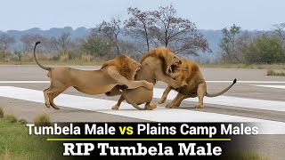 The Last Tumbela Male is NO MORE | Farewell Tumbela, The King of The West
