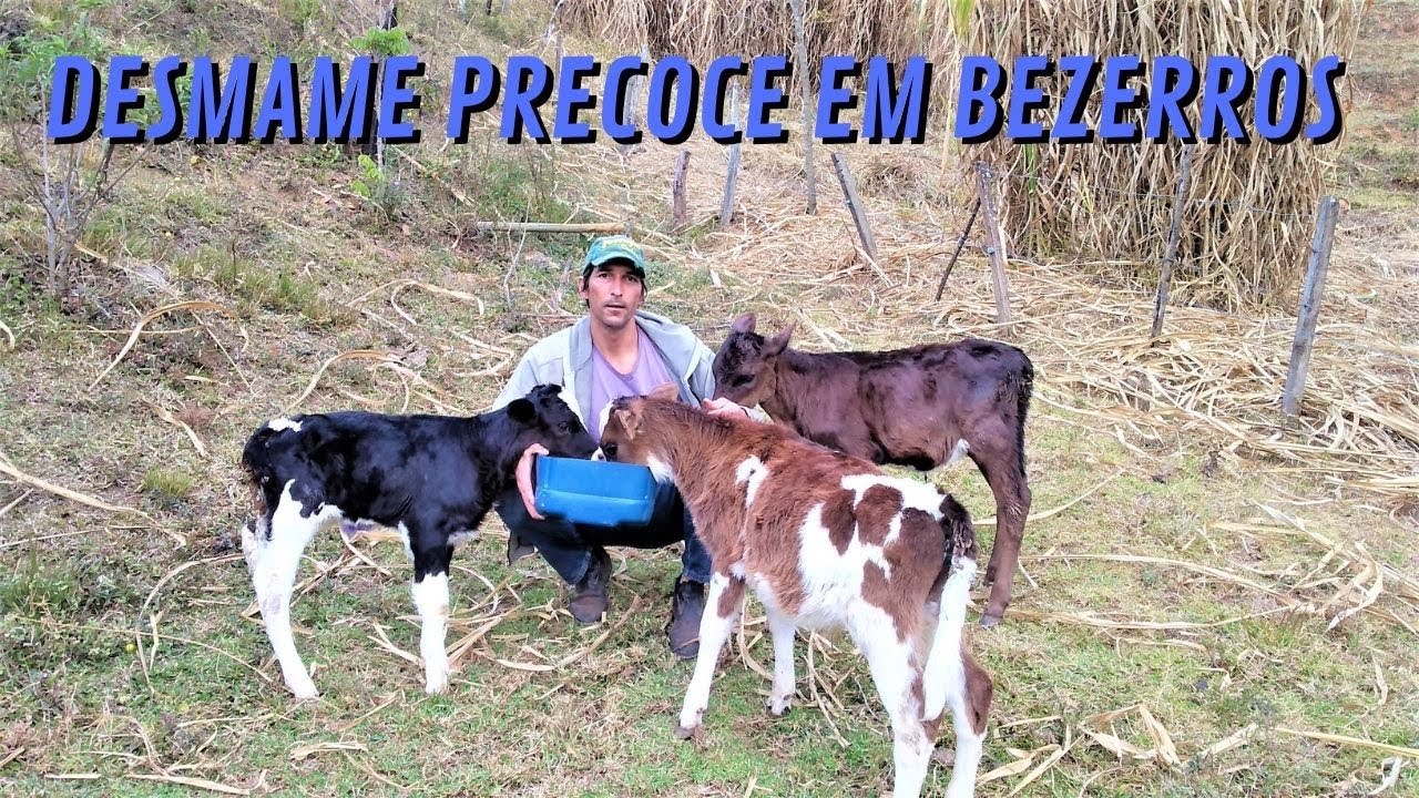 Desmame precoce de bezerros na pecuária leiteira