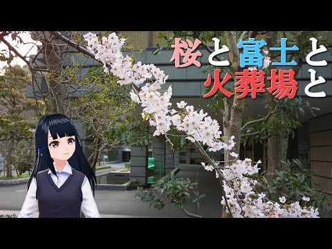 【桜と富士と】沼津市の火葬場【炉前】 / Mt.Fuji, cherry blossom, and cremation facilities in Numazu