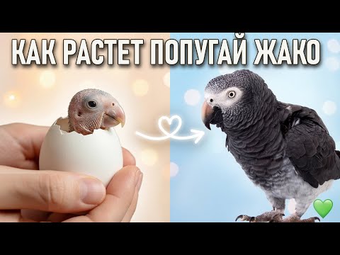 Parrot Development from 1 Day to 1 Year. My Little Miracle.