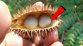 मधमह पथर बवसर चरम रग गजपन नशक चमतकर जडबट लतकरजकट कजCaesalpinia Bonducella