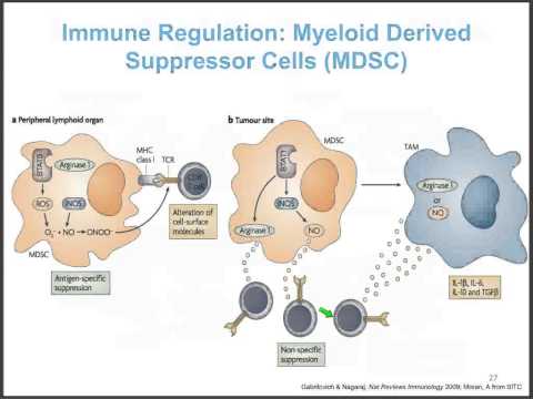 Video: Mållösa T-celler Vid Cancerimmunoterapi