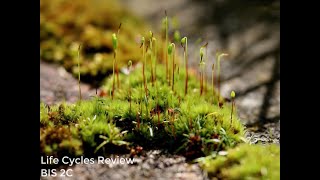 Tree of Life- UC Davis: Life Cycles Review