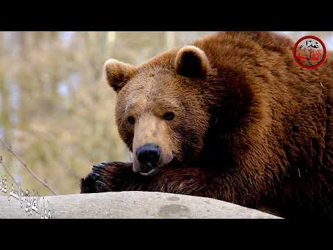 حكاية الدب منظومة عشرة الإخوان أداء ظفر النتيفات 