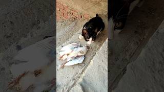 😱#pigeon القطه كلت الحمامه screenshot 4