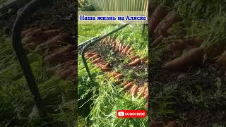 🥕МОРКОВЬ на ВЫСОКОЙ ГРЯДКЕ растёт как на дрожжах 🥕 Аляска Анкоридж
