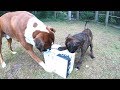 Boxer Puppy Surprise Gift - Welcome Home Sammie And Happy Birthday (soon) Rex