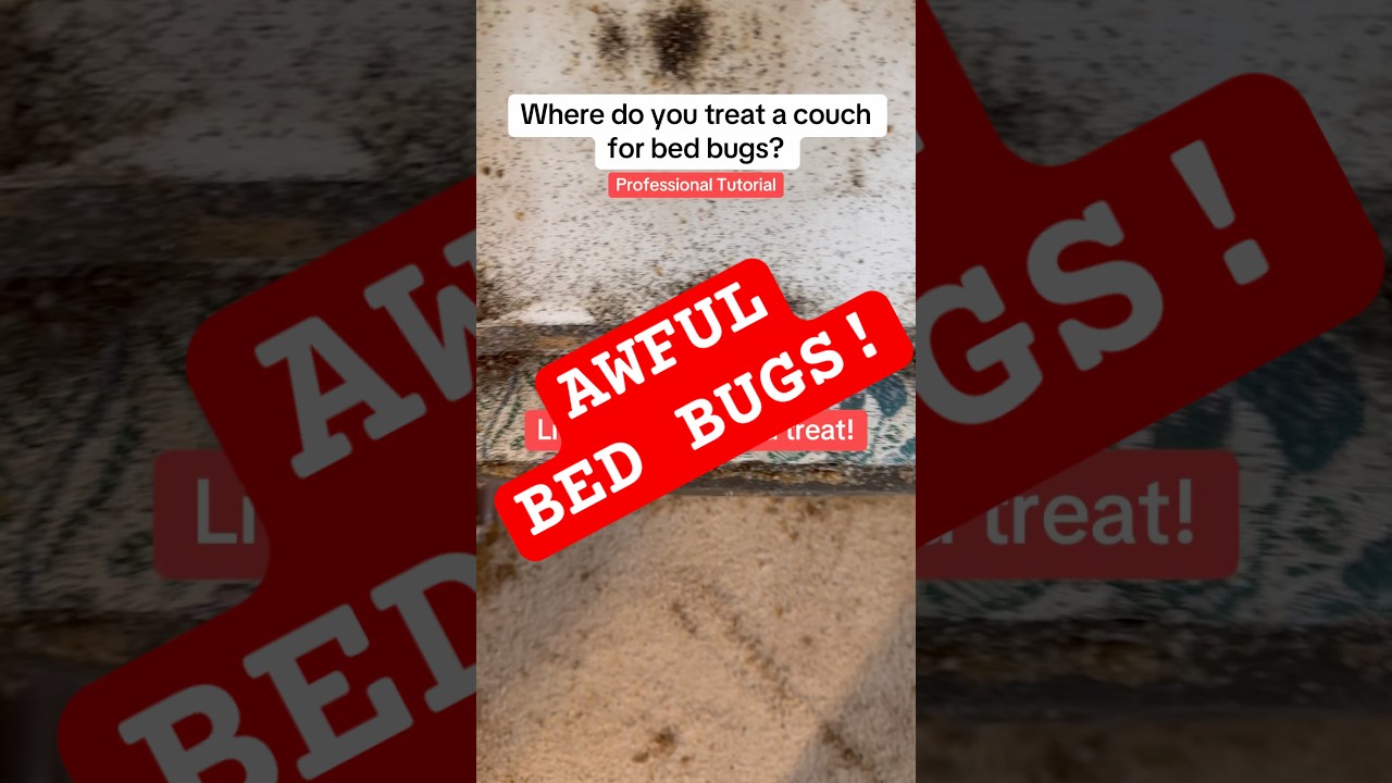 В этом видео я показываю, где можно найти клопов на диване. Видите клопов? 