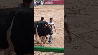 l parte #toros #arequipa #bull #shotrs #bullfighter #rodeo #mexico #argentina #españa #shortsfeed